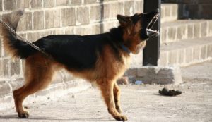 guard dog